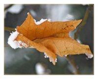 Alone; Коментари:8