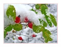 Приказки под шипковия храст; Коментари:7