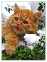 Ами сега?; Коментари:52