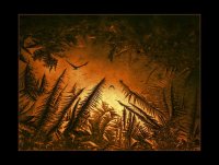 Омагьосаната гора; comments:28