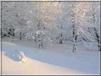 скреж; comments:9