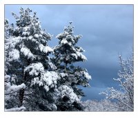 Честита Нова Година!; comments:5