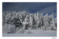 Зимна приказка; comments:17