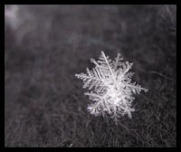 Моята малка приятелка; comments:28