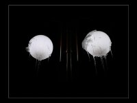 Faces; Коментари:11