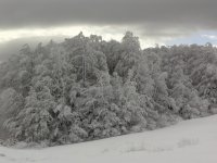 Снежната гора; comments:10