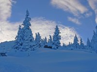 Сънят на гората; comments:20