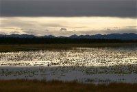 Езеро с водни лилии; comments:10