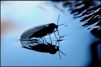 `~~``~~`; Коментари:24