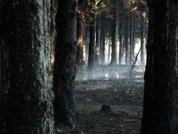 палави лъчи; Коментари:26