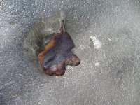 potava6to listo...; comments:7