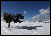 зимен сън; Коментари:27