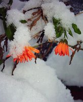 ***; Коментари:7