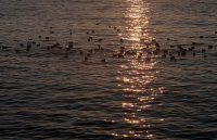 Златното сечение; comments:5