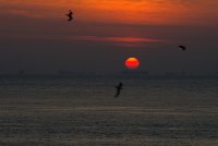 Вечерни сенки; Коментари:22