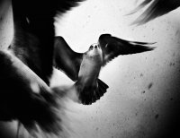 без име ( ID=281354 ); Коментари:26