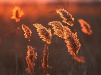 no name ( ID=277208 ); comments:41