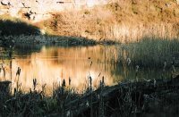 Zdrava Patica; Коментари:7