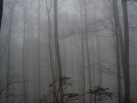 Завивка от мъгла; comments:11