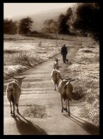 Към дома; comments:28