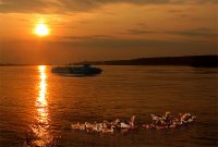 На път за дома; Коментари:10