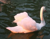 без име ( ID=295865 ); Коментари:5