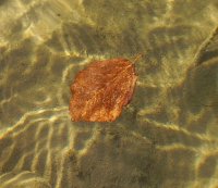 без име ( ID=292649 ); Коментари:8