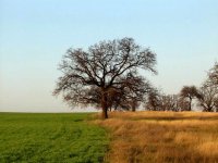 Граница; Коментари:34