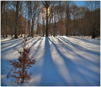 Twilight; Коментари:9