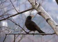 Един търпелив модел; Коментари:9