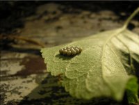 new life; Коментари:6