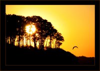 без име ( ID=294688 ); Коментари:20