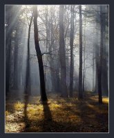 Горски сън; Коментари:31