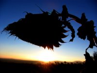 SunSet; Коментари:9