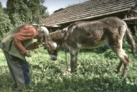 Само ти ми остана...; Коментари:8