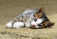 поза; Коментари:16