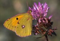 no name ( ID=451098 ); comments:8