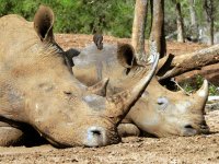 следобеда на носорозите; comments:9