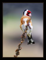 Щиглец; comments:48