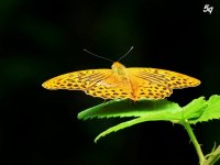 no name ( ID=566934 ); comments:12