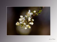 на клона 1; Коментари:6