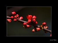 червено и черно; Коментари:10