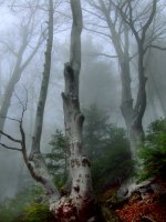 Дървото на любовта; comments:22