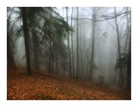 Elven Woods; comments:18