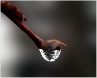 Borche v kapka; comments:15