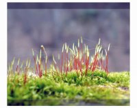 Живот на покрива; comments:23