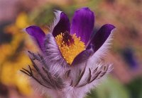 United Colours of Cherven; comments:21