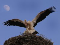 Любовна пролет; comments:11