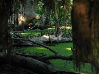 Сред джунглите на Велека; Коментари:12