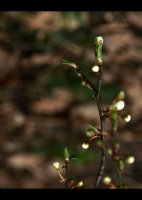 ...пробуждане...; Коментари:16